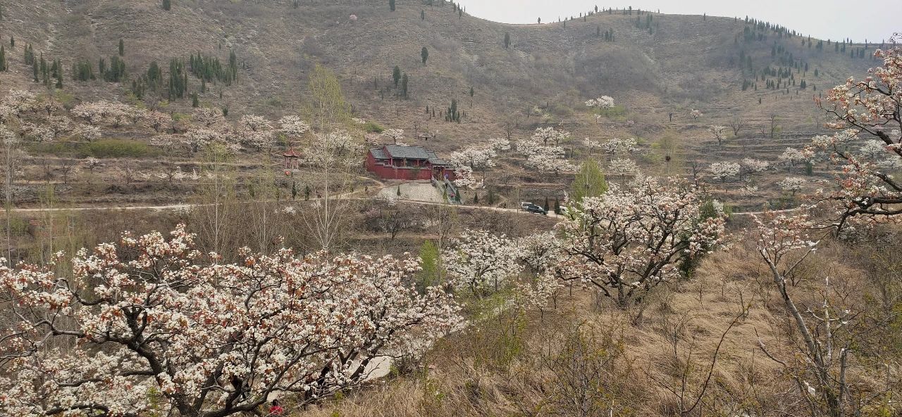 人说莱芜好风光之春:高庄街道篇